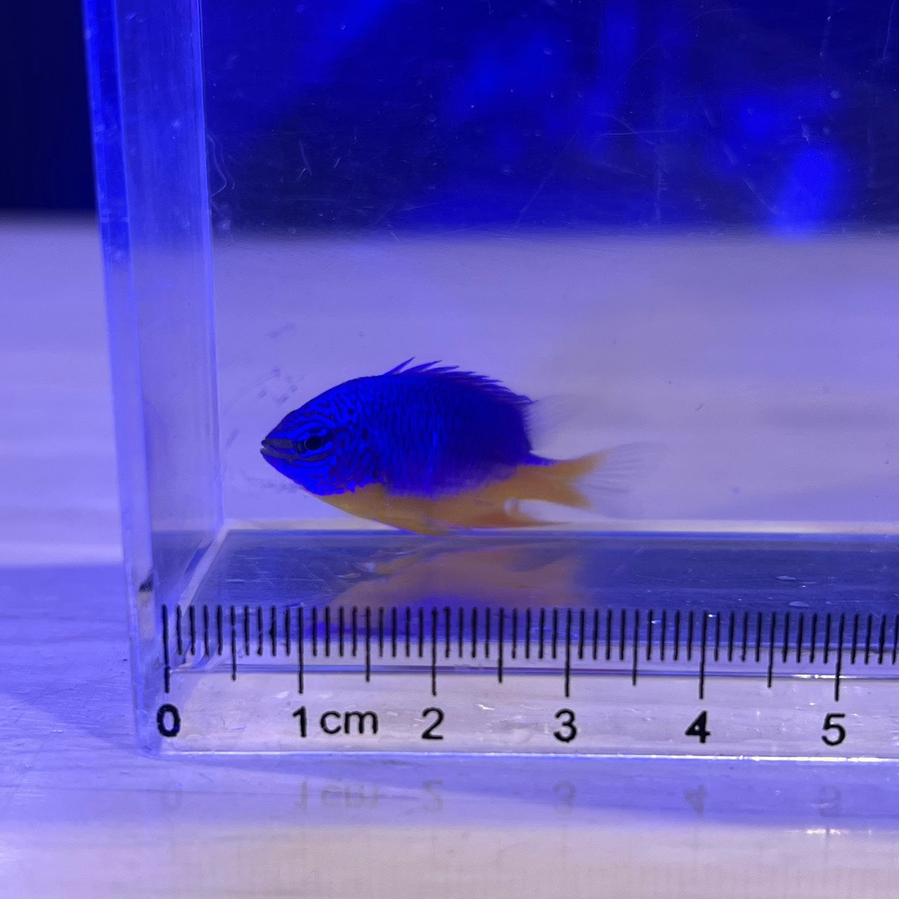 ロイヤルダムゼル