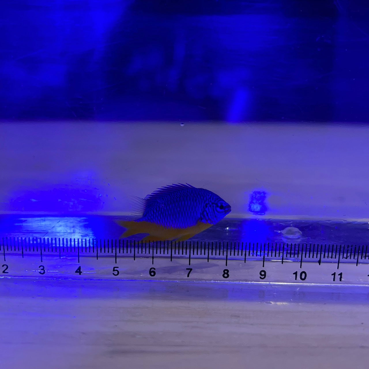 ロイヤルダムゼル