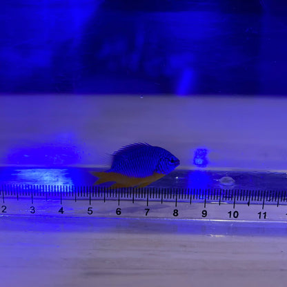 ロイヤルダムゼル