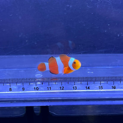 カクレクマノミ