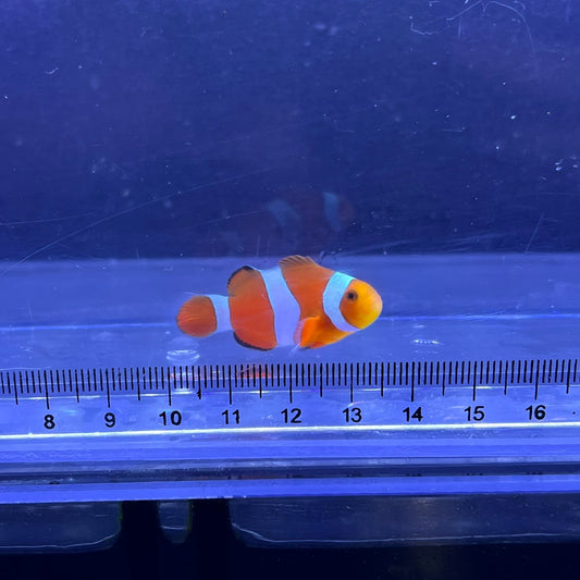 カクレクマノミ