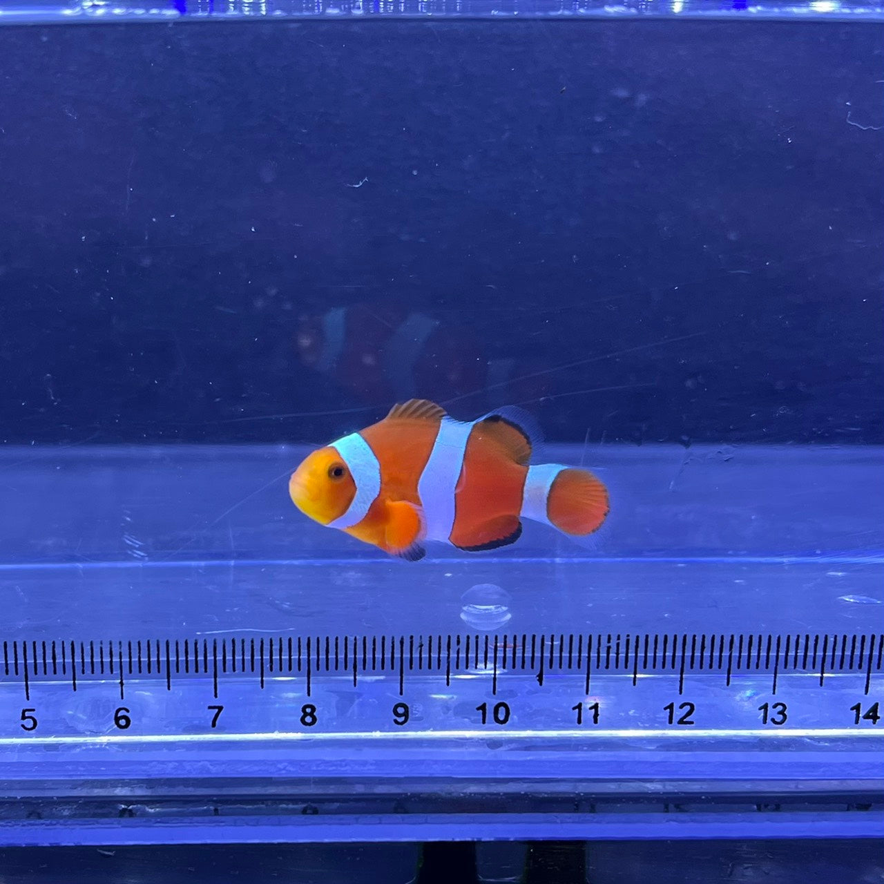 カクレクマノミ