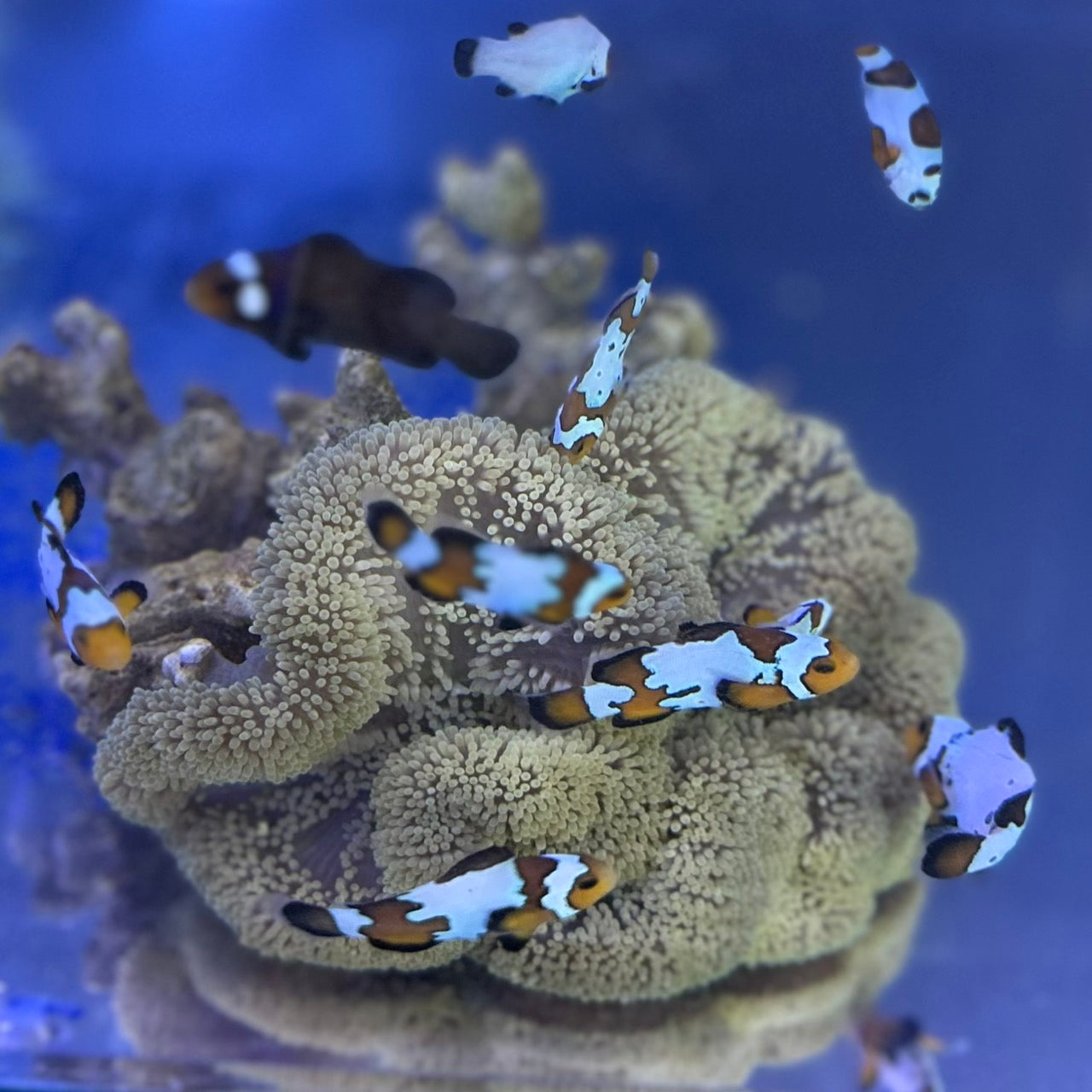 ハタゴイソギンチャク