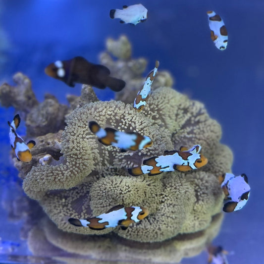 ハタゴイソギンチャク