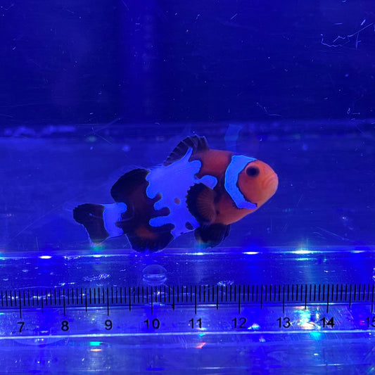 Black Ice snowflake Clownfish