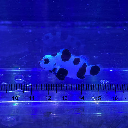 Black Storm Clownfish