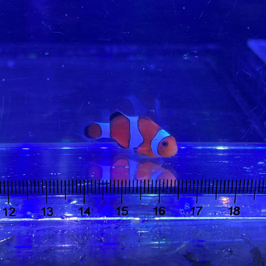 Ocellaris Clownfish