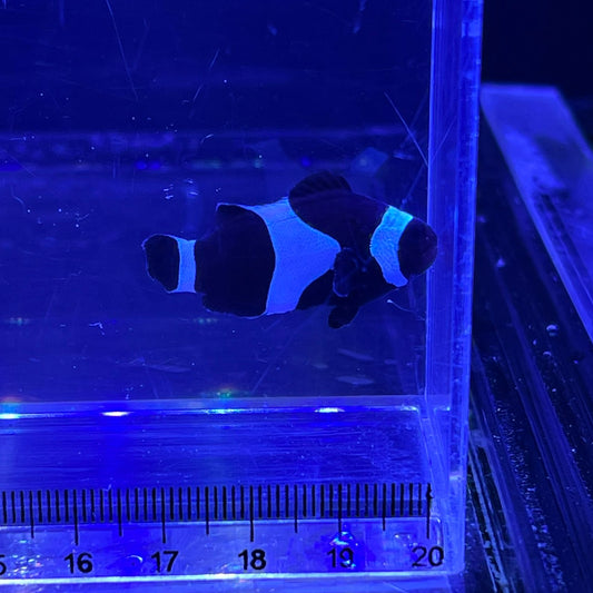 Full Black Ocellaris Clowns