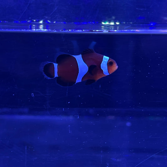 Black Ocellaris Clowns