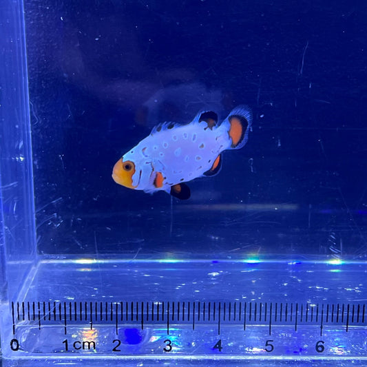 Frostbite Clownfish