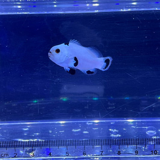Platinum Storm Clownfish