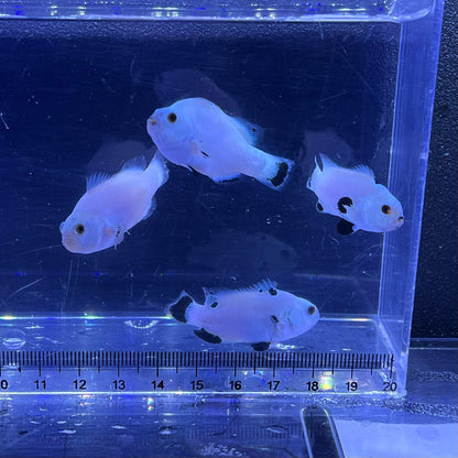 Platinum Storm Clownfish