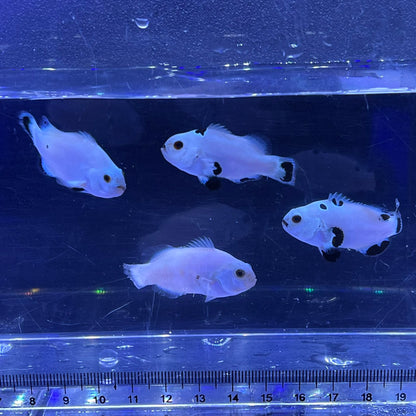 Platinum Storm Clownfish