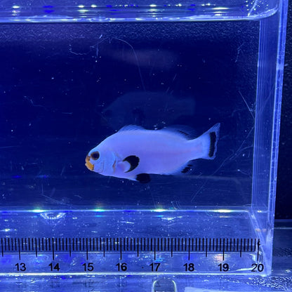Platinum Clownfish