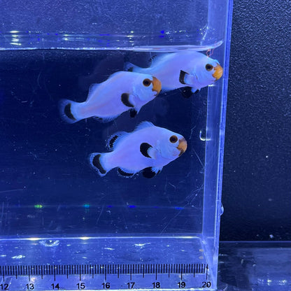 Platinum Clownfish