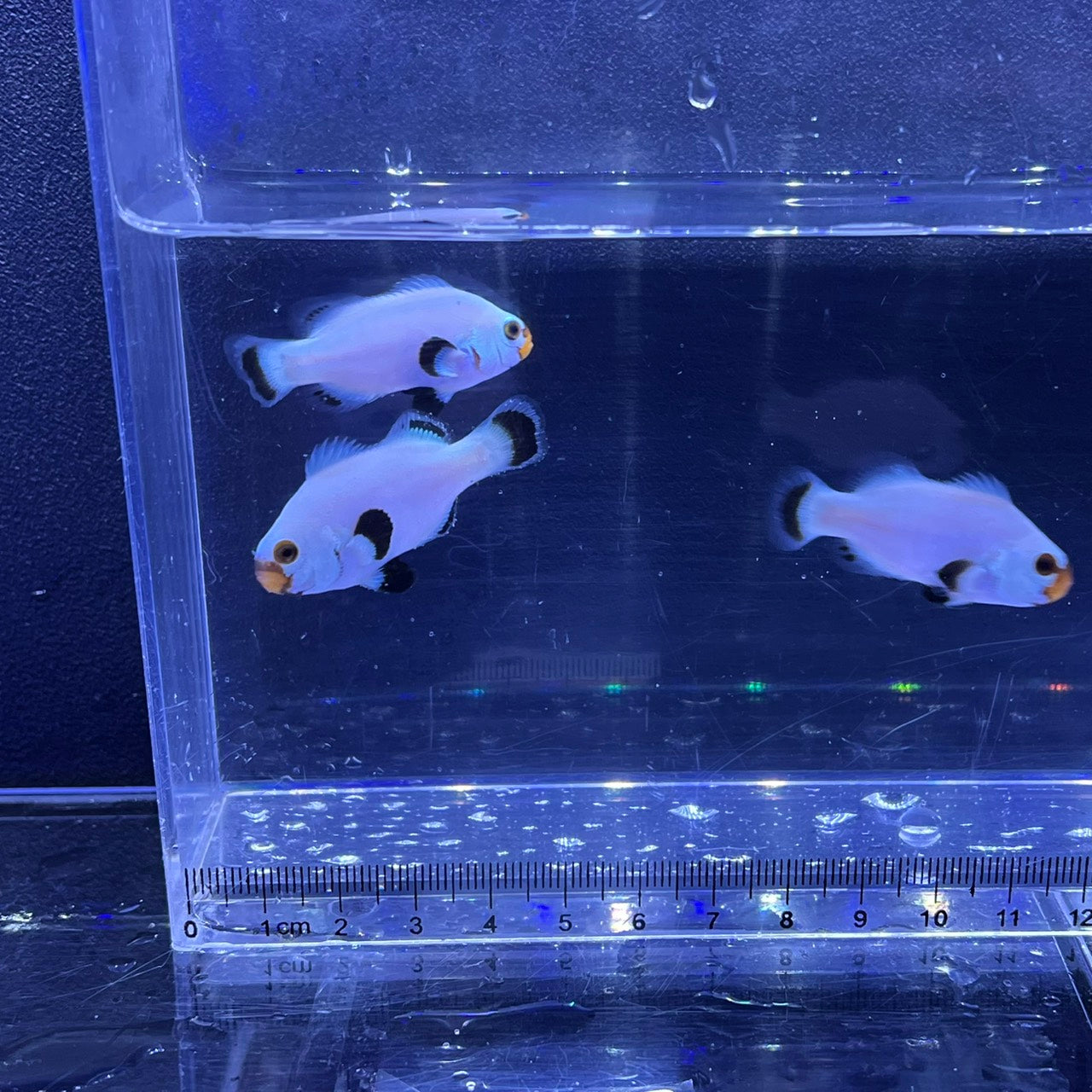 Platinum Clownfish