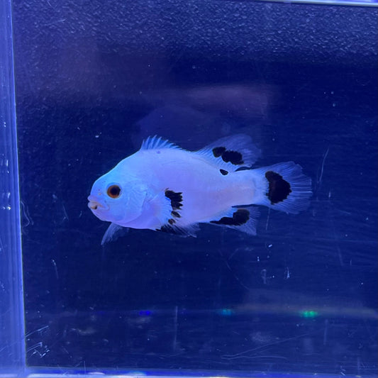 Platinum Storm  Longfin Clownfish	011