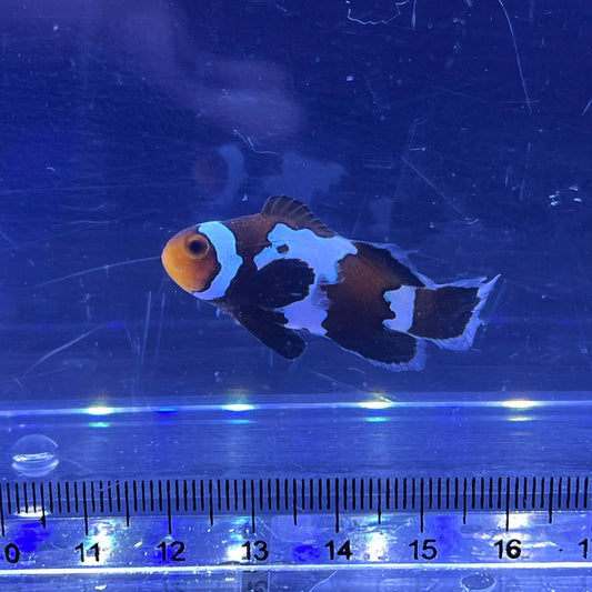 Black snowflake Lonfin Clownfish 	013