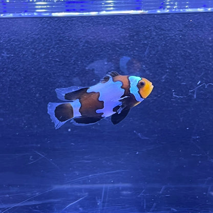 Black snowflake Lonfin Clownfish 	014