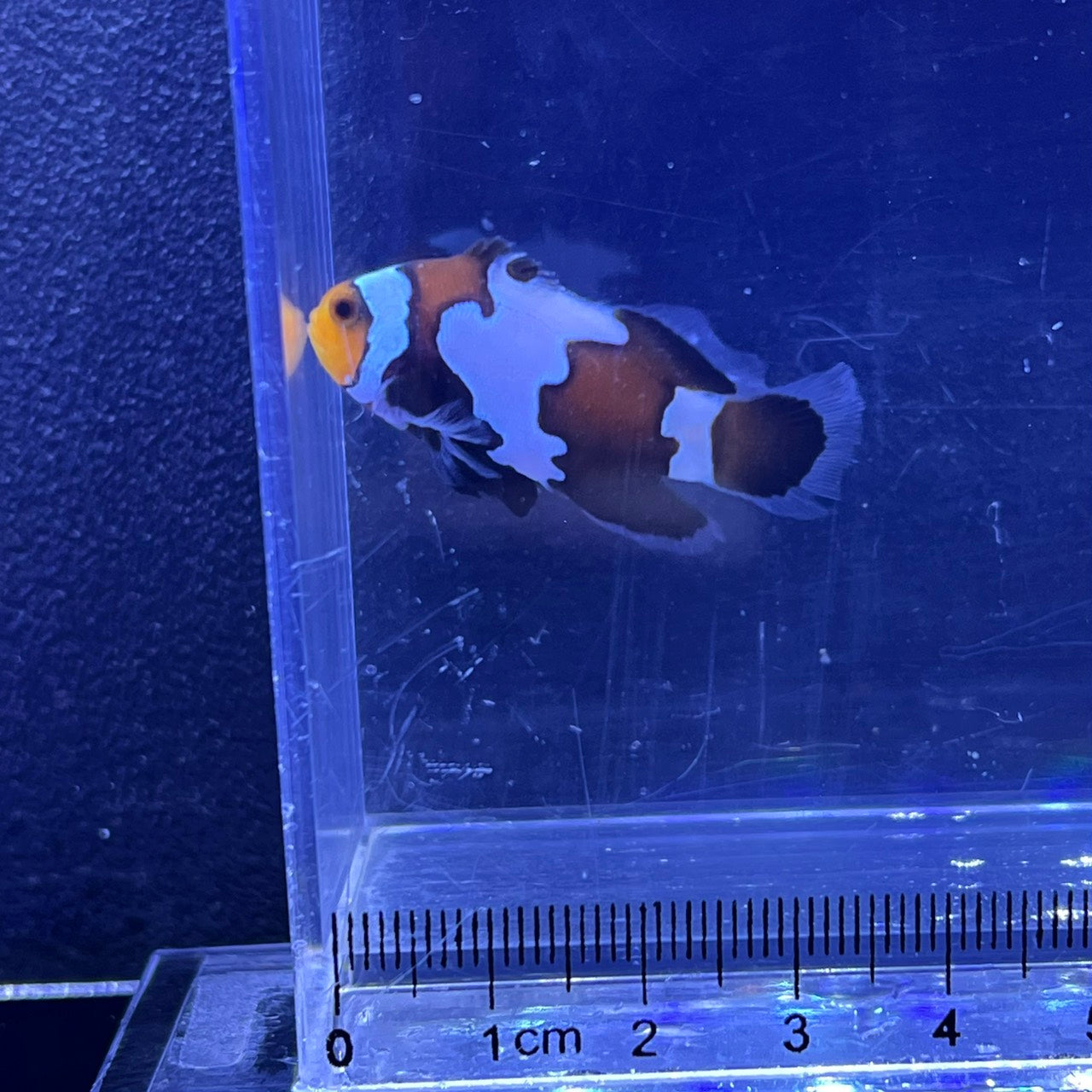 Black snowflake Lonfin Clownfish 	014