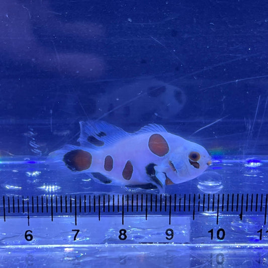 Second Generation Black Storm Longfin Clownfish	 017