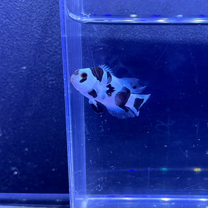 Second Generation Black Storm Longfin Clownfish	 018