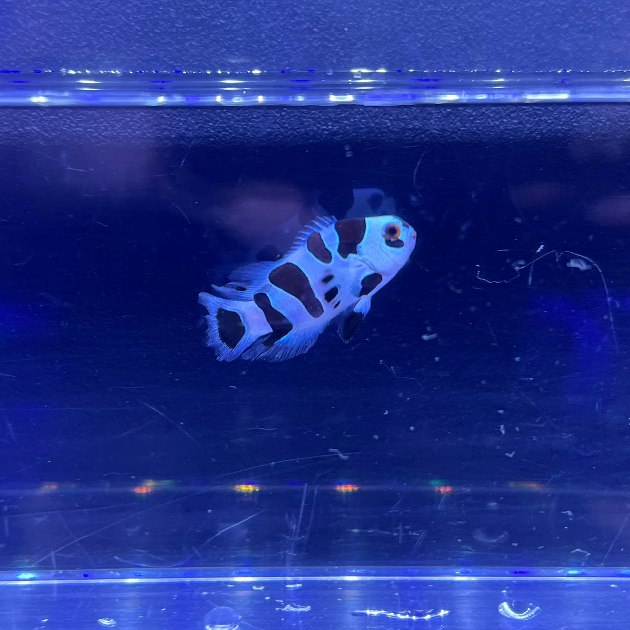 Second Generation Black Storm Longfin Clownfish	 018