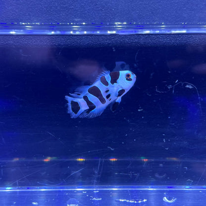 Second Generation Black Storm Longfin Clownfish	 018