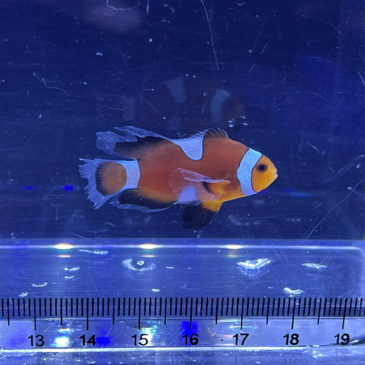 Special Pattem Longfin Clownfish	019