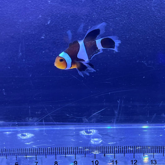 Black Longfin Clownfish	022