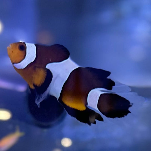 Longfin CIownfish