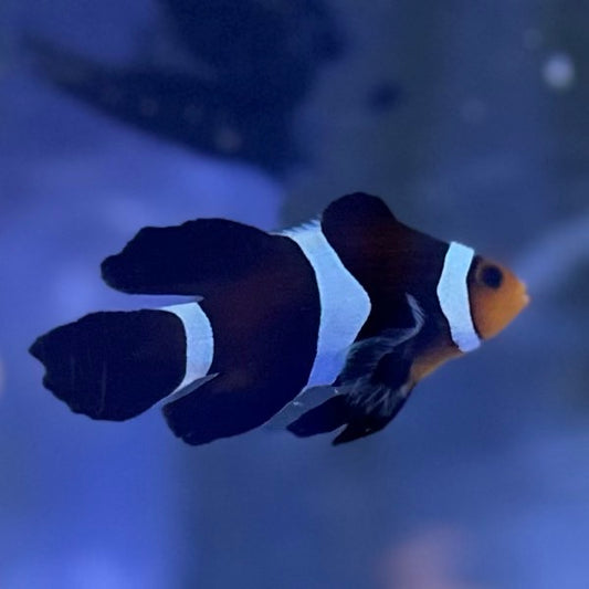 Black Longfin CIownfish