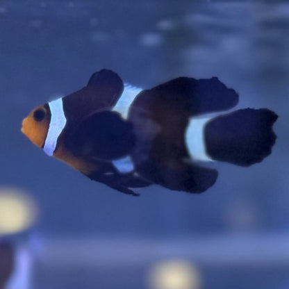 Black Longfin CIownfish