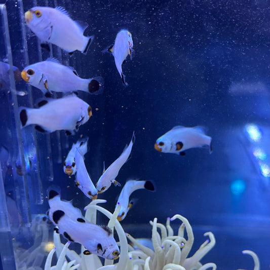 Platinum  CIownfish