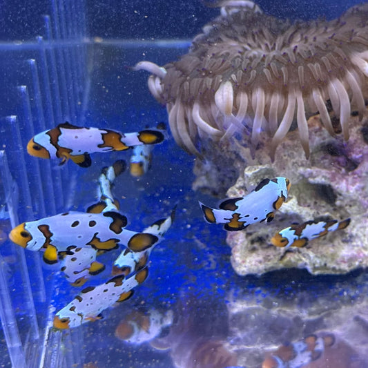 Snowflake CIownfish　Mサイズ