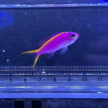 パープルクイーンアンティアス