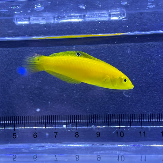 コガネキュウセン