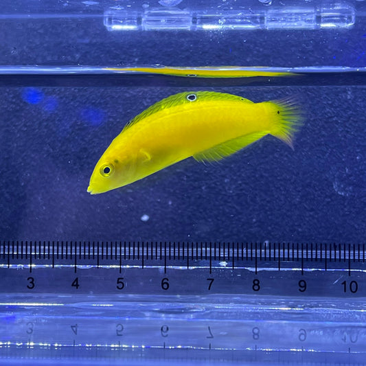 コガネキュウセン