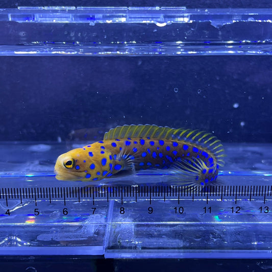 ブルースポッテッドジョー