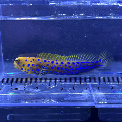 ブルースポッテッドジョー