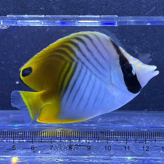 トゲチョウチョウウオ