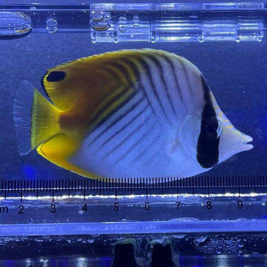 トゲチョウチョウウオ