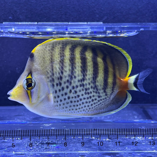 シチセンチョウチョウウオ