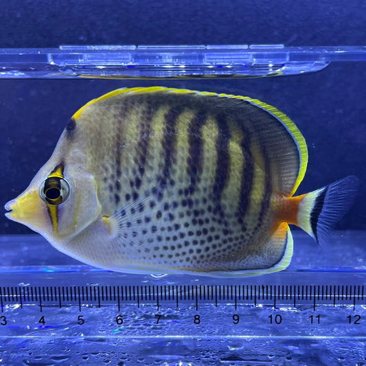 シチセンチョウチョウウオ