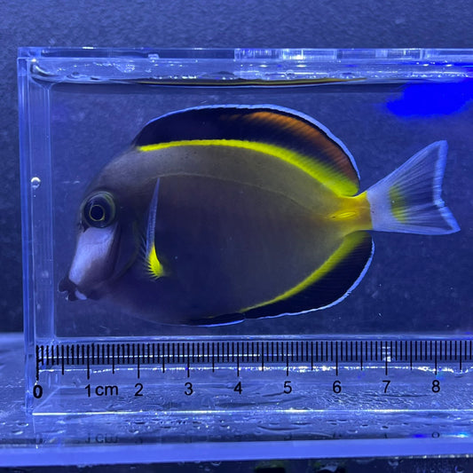 ナミダクロハギ