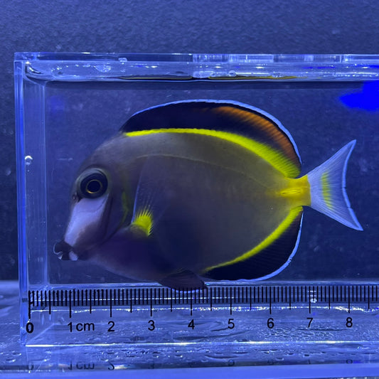 ナミダクロハギ