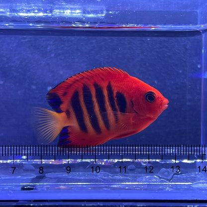 フレームエンゼル