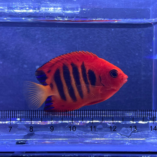 フレームエンゼル