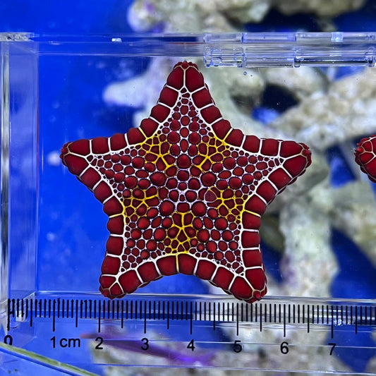 チェリーブリックビスケットスター