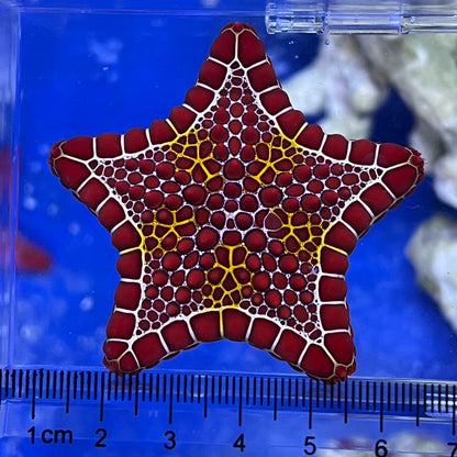 チェリーブリックビスケットスター